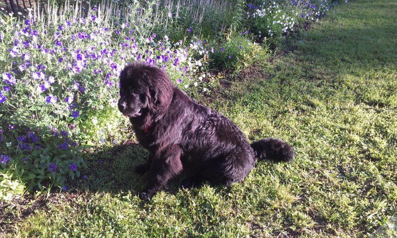 Фото: ньюфаундленд Сент Джонс Гвендолин Глориус Гарден