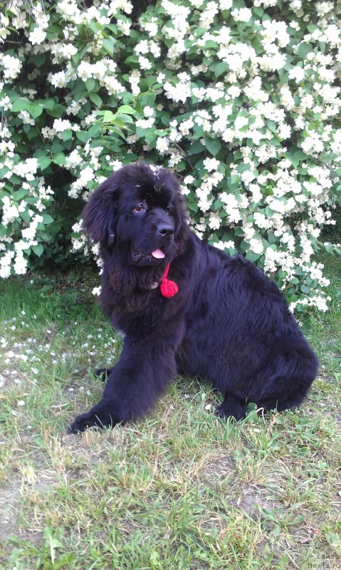 Фото: ньюфаундленд Сент Джонс Гвендолин Глориус Гарден