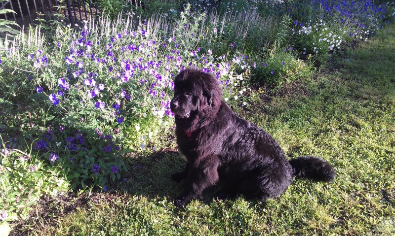 Фото: ньюфаундленд Сент Джонс Гвендолин Глориус Гарден
