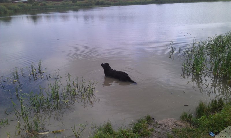 Фото: ньюфаундленд Сент Джонс Гвендолин Глориус Гарден