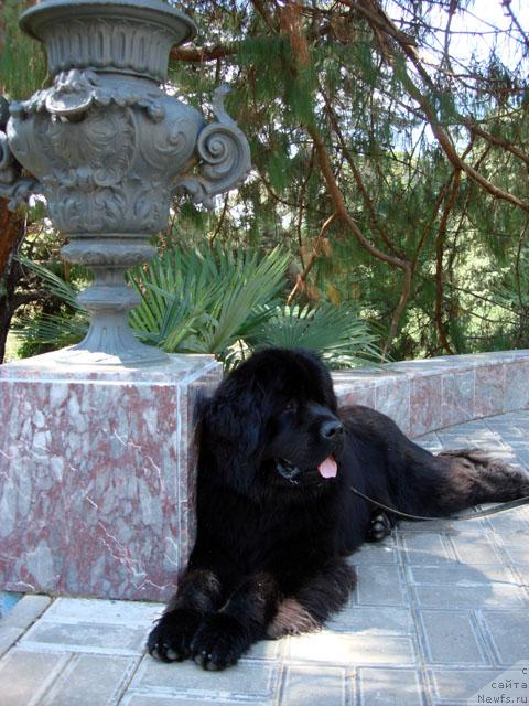Фото: ньюфаундленд Потап Фидель