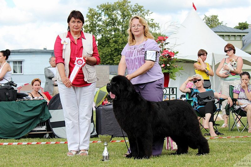 Фото: ньюфаундленд Сент Джонс Сабина Мистикал (Sent Djons Sabina Mistical)