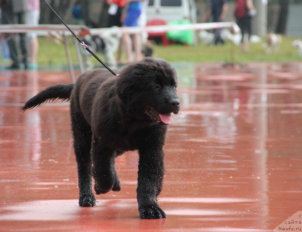 Фотография № 131487