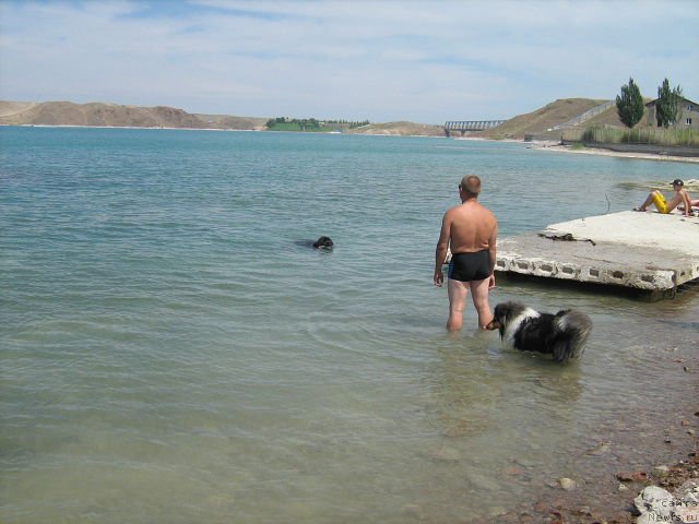 Фото: ньюфаундленд Жемчуг Гранд (Zhemchug Grand)