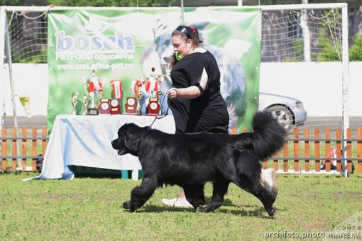 Фото: ньюфаундленд Ньюфорт Тайм'с Голд Алекса, Екатерина Жиронкина
