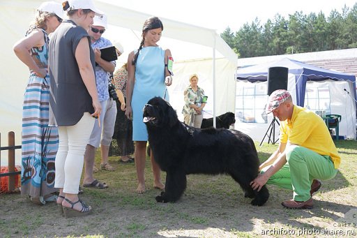 Фото: ньюфаундленд Ньюфорт Уитни Традиция Легенды, Вероника Батина