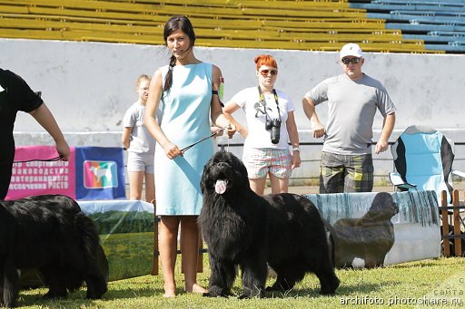 Фото: ньюфаундленд Ньюфорт Уитни Традиция Легенды, Вероника Батина