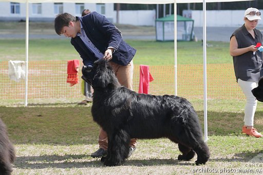 Фото: ньюфаундленд Ньюфорт Натали (Njufort Natali), Владимир Игнатенко