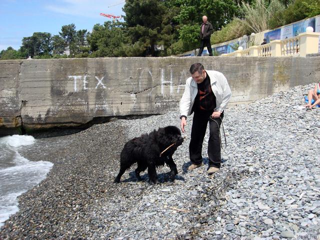 Фото: ньюфаундленд Потап Фидель