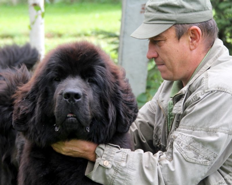 Фото: ньюфаундленд Аллегро Кон Брио Династия Совершенства (Allegro Con Brio Dinastiya Soverchenstva)