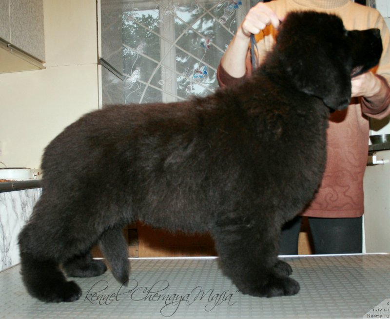 Фотография № 131516