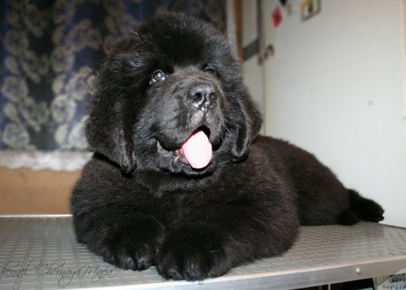 Фотография № 131517