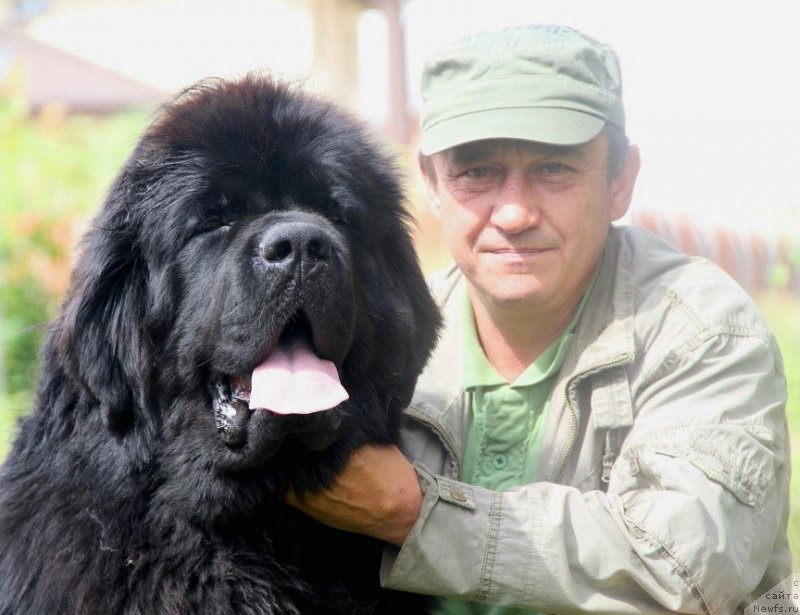 Фото: ньюфаундленд Rain Coast How can I Fall