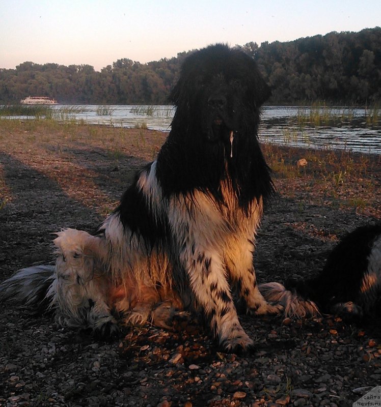 Фото: ньюфаундленд Плюшевая Панда Ферреро Ронд Нуар (Plushevaya Panda Ferrero Rond Noir)