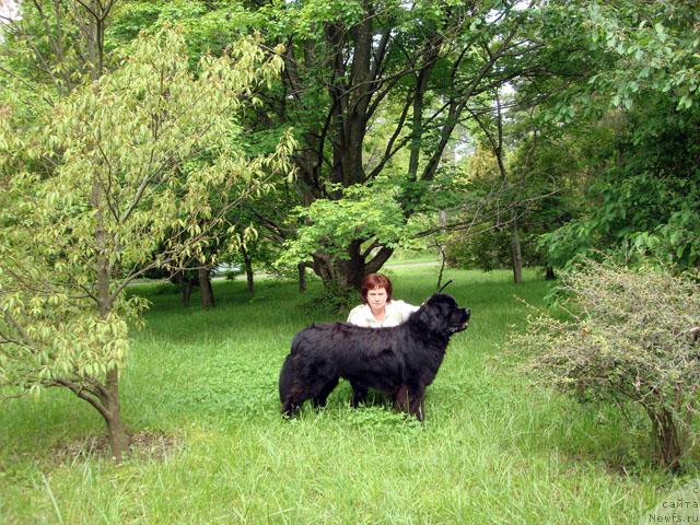 Фото: ньюфаундленд Потап Фидель, Наталья Обуховская