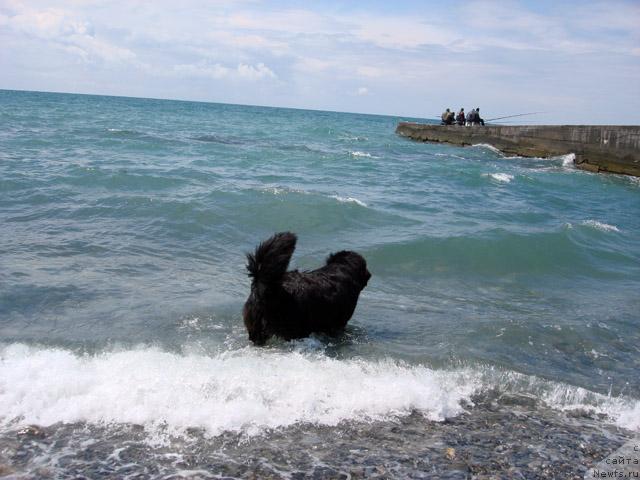 Фото: ньюфаундленд Потап Фидель