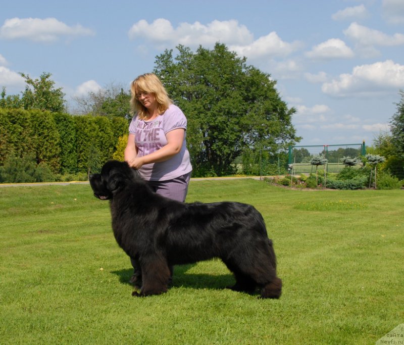 Фото: ньюфаундленд Сент Джонс Ясон (Sent Djons Yason)