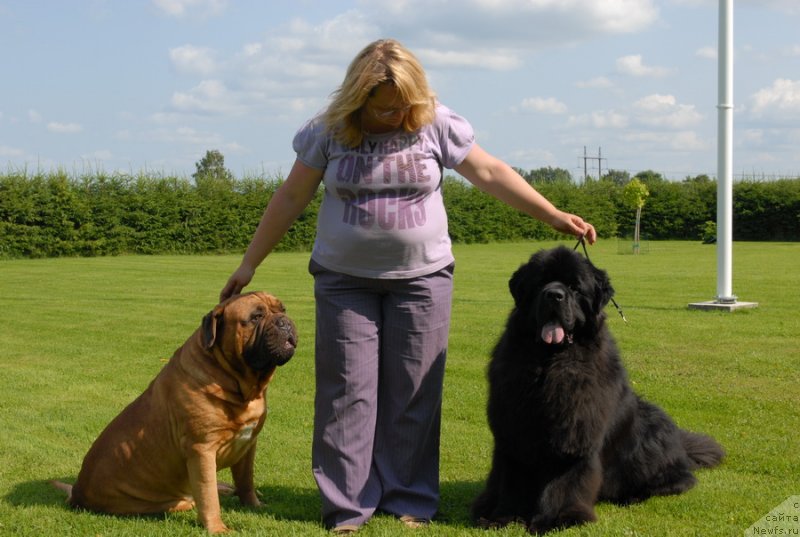 Фото: ньюфаундленд Сент Джонс Ясон (Sent Djons Yason)