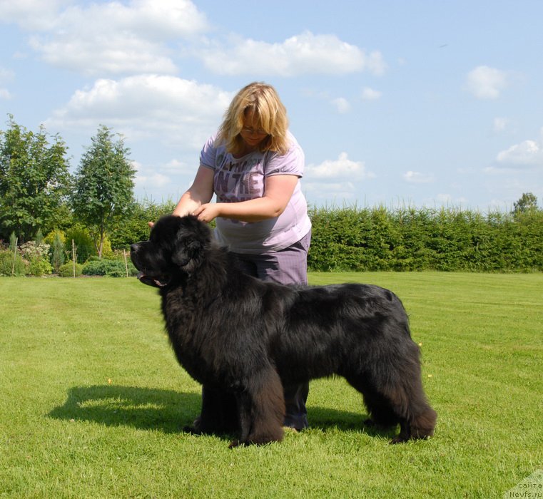 Фото: ньюфаундленд Сент Джонс Ясон (Sent Djons Yason)