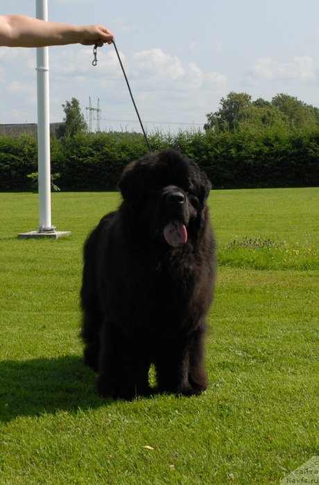 Фото: ньюфаундленд Сент Джонс Ясон (Sent Djons Yason)