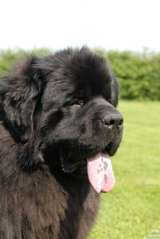 Фото: ньюфаундленд Сент Джонс Ясон (Sent Djons Yason)