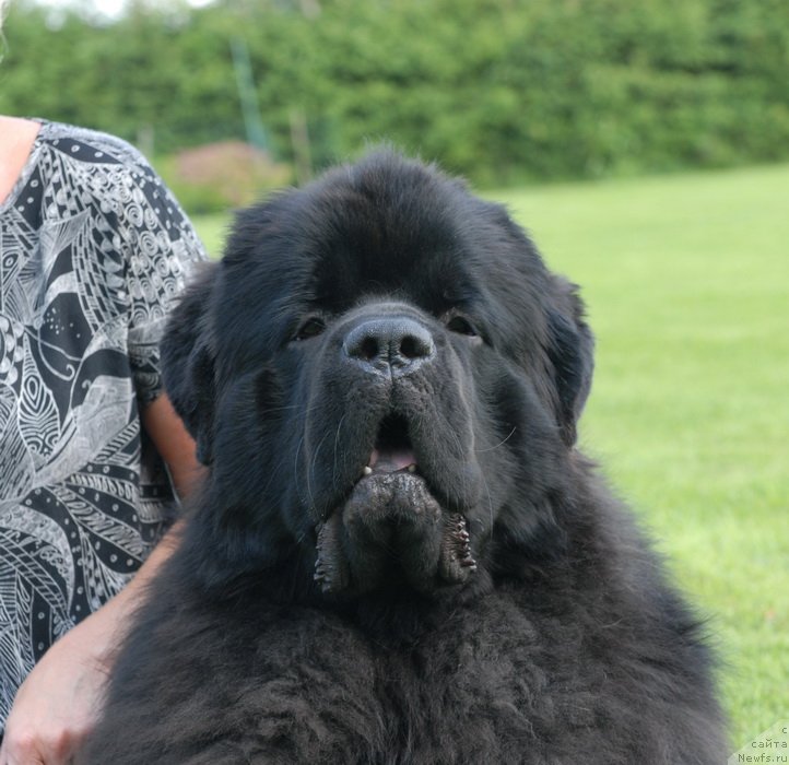 Фото: ньюфаундленд Сент Джонс Ясон (Sent Djons Yason)