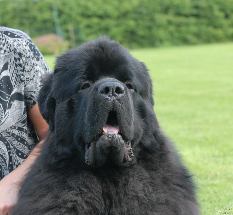 Фото: ньюфаундленд Сент Джонс Ясон (Sent Djons Yason)