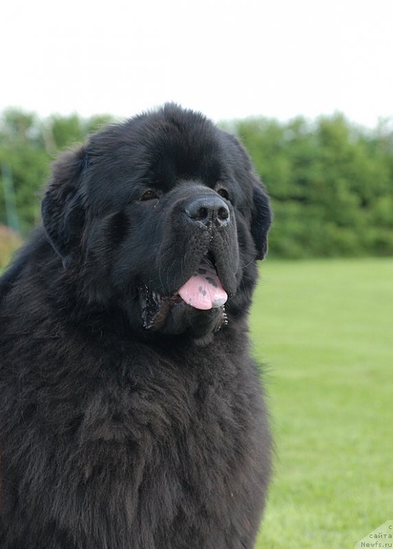 Фото: ньюфаундленд Сент Джонс Ясон (Sent Djons Yason)