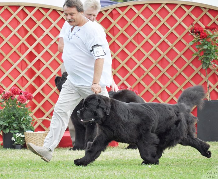 Фото: ньюфаундленд Бегущая по Волнам Зефирин Друэн (Beguschaya po Volnam Zephirine Drouhin)