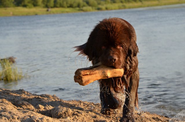 Фото: ньюфаундленд Фактурный Фрукт с Берега Дона (Fakturnyi Frukt s Berega Dona)