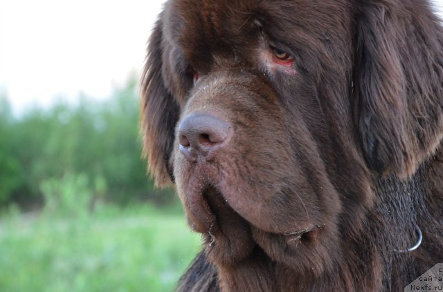Фото: ньюфаундленд Фактурный Фрукт с Берега Дона (Fakturnyi Frukt s Berega Dona)