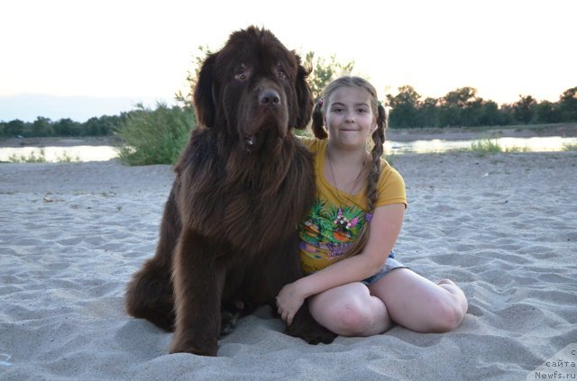 Фото: ньюфаундленд Фактурный Фрукт с Берега Дона (Fakturnyi Frukt s Berega Dona), и девочка Света.