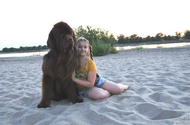 Фото: ньюфаундленд Фактурный Фрукт с Берега Дона (Fakturnyi Frukt s Berega Dona), и Света