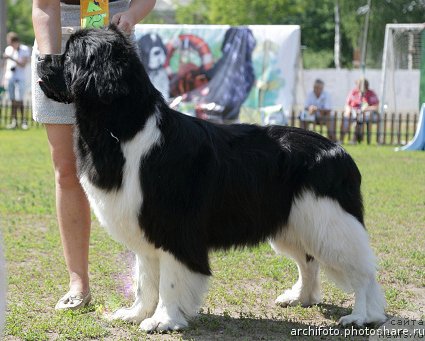 Фото: ньюфаундленд Супер Премиум Зиппи Сенсейшен