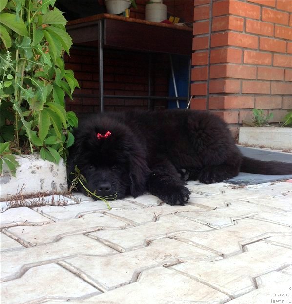 Фото: ньюфаундленд Виола Коста Лампони