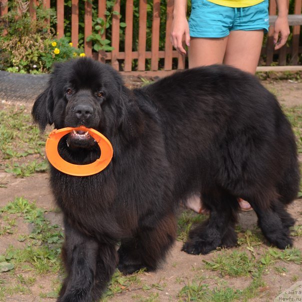 Фото: ньюфаундленд Зерро