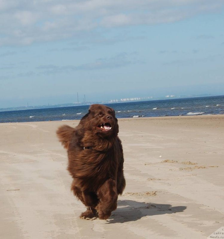 Фото: ньюфаундленд Newettas Vanessa