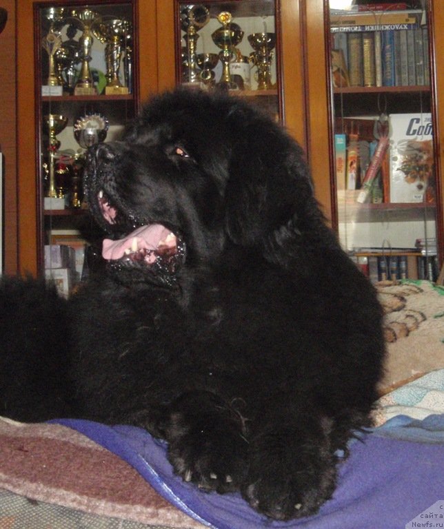 Фото: ньюфаундленд Блэк Долли Пейв Блэк (Blek Dolli Peyv Black)