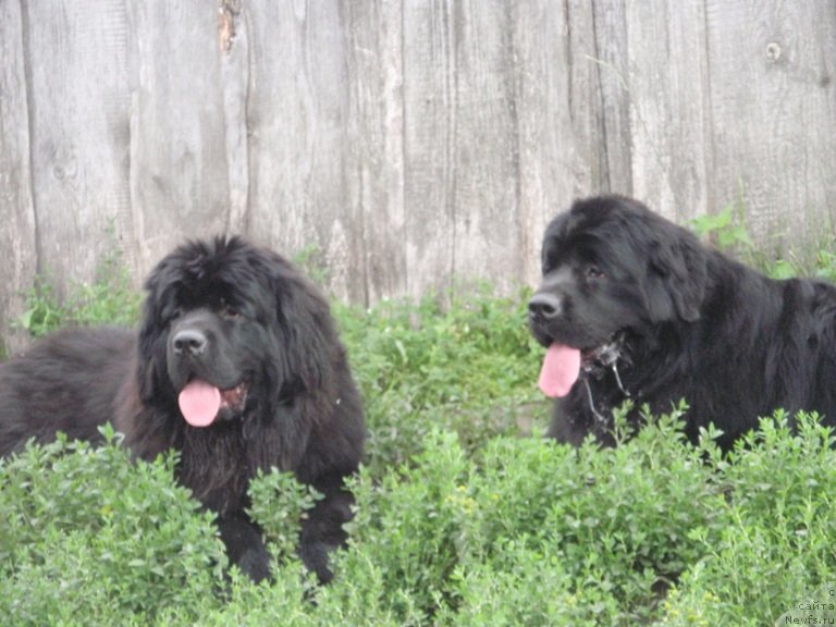 Фото: ньюфаундленд Ньюфорт Цена Успеха, ньюфаундленд Ньюфорт Царица Ночи