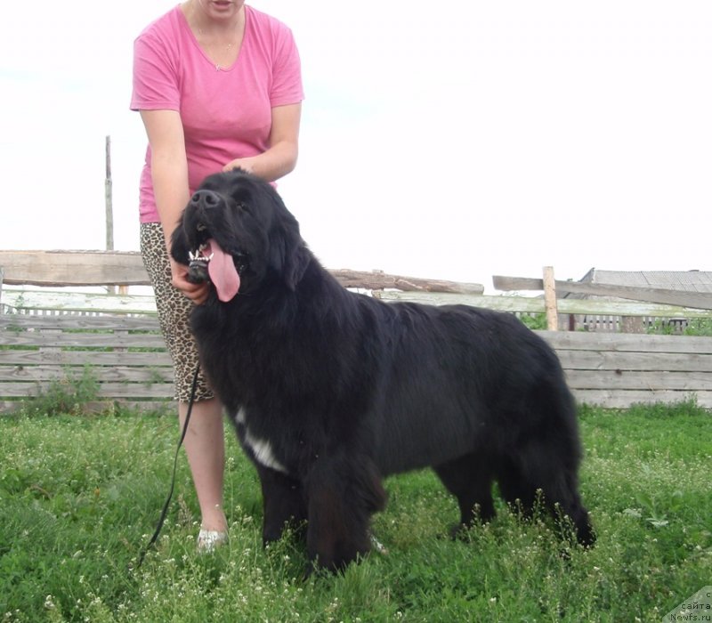 Фото: ньюфаундленд Ньюфорт Цена Успеха