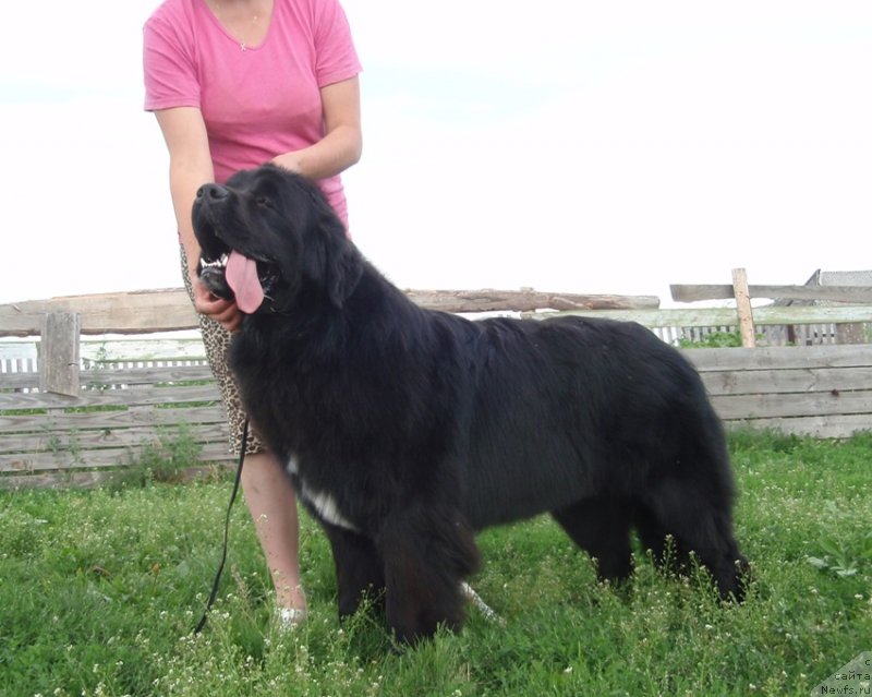 Фото: ньюфаундленд Ньюфорт Цена Успеха