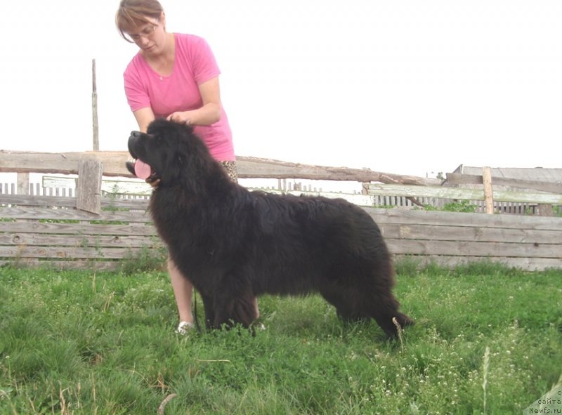 Фото: ньюфаундленд Ньюфорт Царица Ночи, Наталья Чудинова
