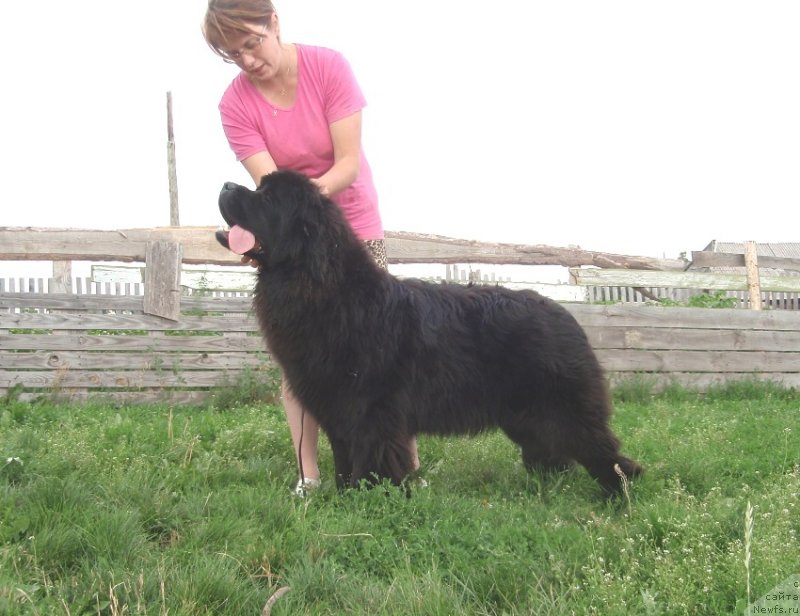 Фото: ньюфаундленд Ньюфорт Царица Ночи