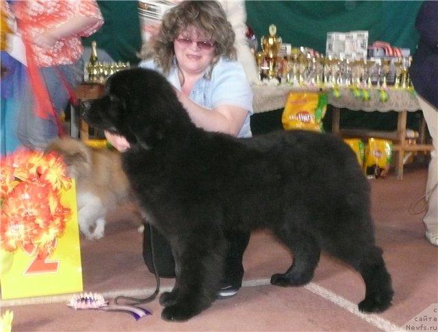 Фото: ньюфаундленд Фелиция