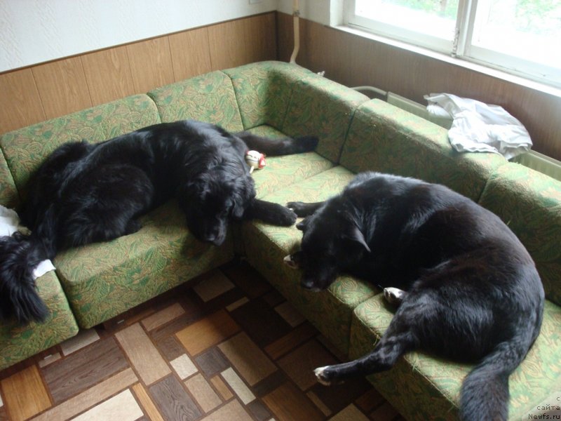 Фото: ньюфаундленд Питерньюф Нота Бене (Piternyuf Nota Bene), Пират