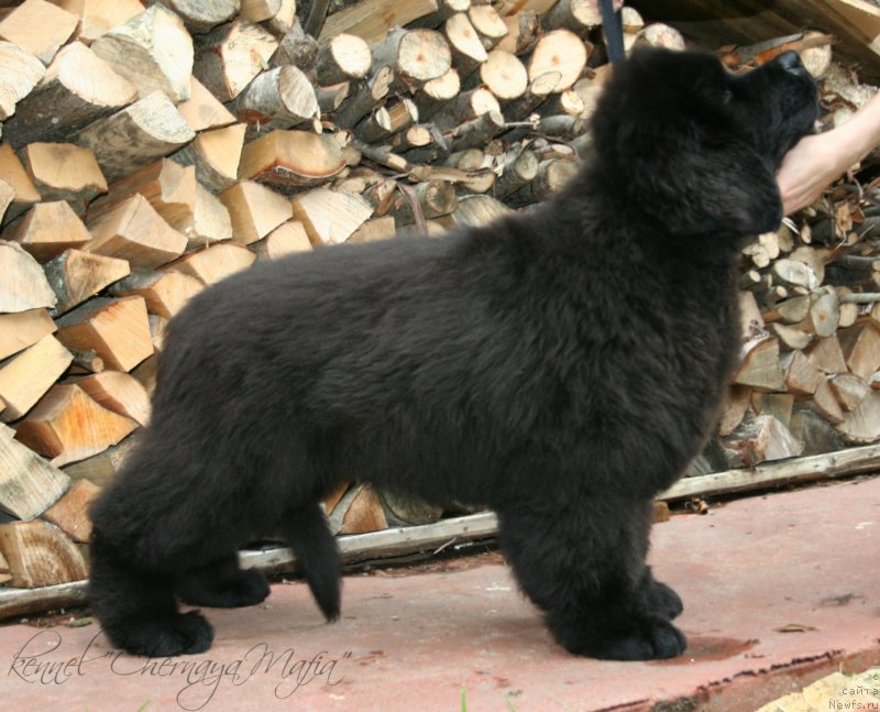 Фото: ньюфаундленд Черная Мафия Маттер оф Тиме (Chernaya Mafia Matter of Time)