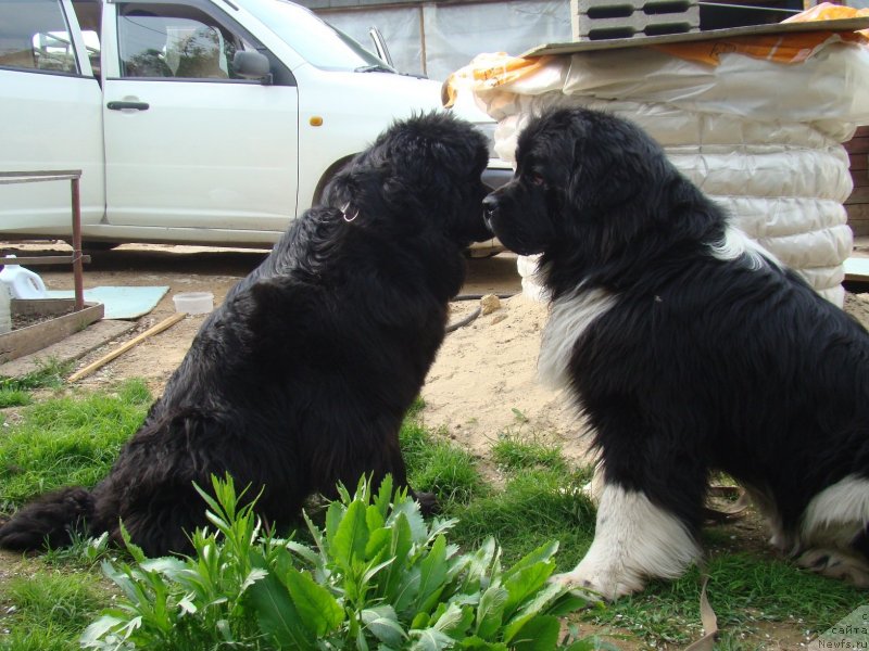 Фото: ньюфаундленд Супер Премиум Занзибар, ньюфаундленд Обаятельная Леди от Ласкового Дельфина, ньюфаундленд Супер Премиум Занзибар