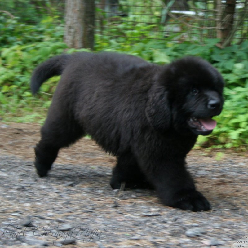 Фото: ньюфаундленд Черная Мафия Маттер оф Тиме (Chernaya Mafia Matter of Time)