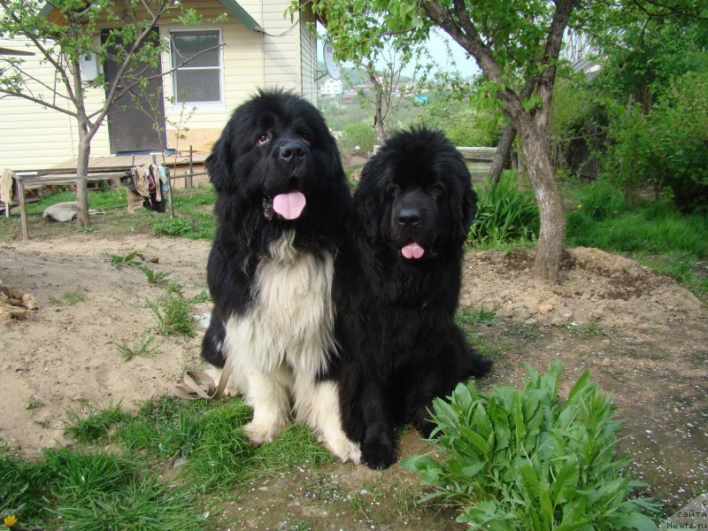 Фото: ньюфаундленд Супер Премиум Занзибар, ньюфаундленд Обаятельная Леди от Ласкового Дельфина