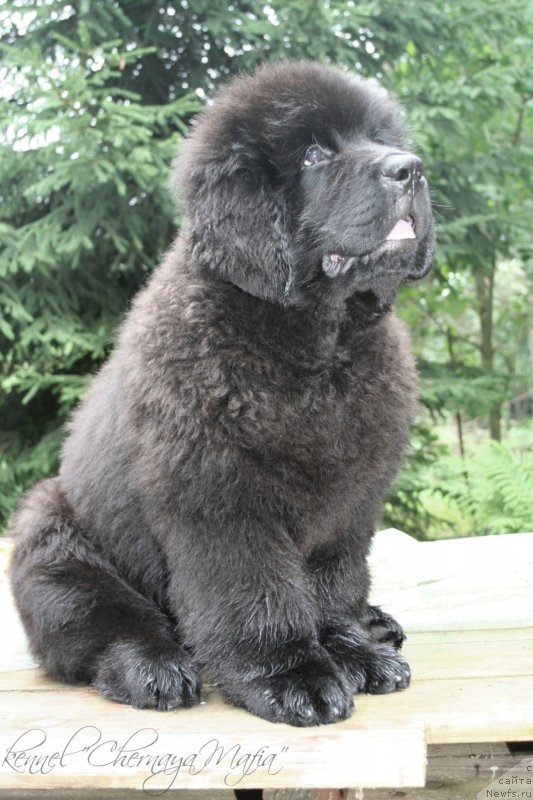 Фото: ньюфаундленд Черная Мафия Маттер оф Тиме (Chernaya Mafia Matter of Time)